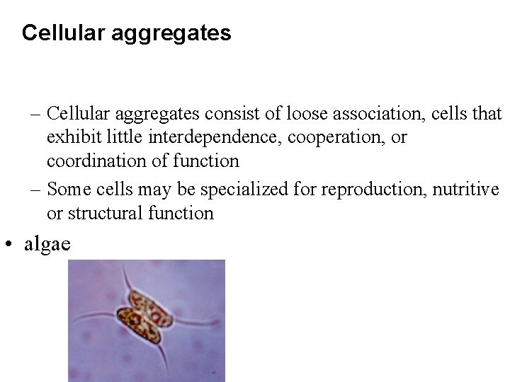 Cellular aggregates – Cellular aggregates consist of loose association, cells that exhibit little interdependence,