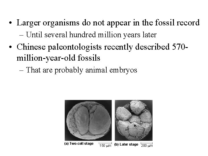  • Larger organisms do not appear in the fossil record – Until several