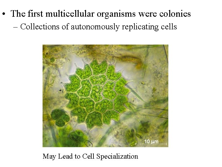 The Colonial Connection • The first multicellular organisms were colonies – Collections of autonomously