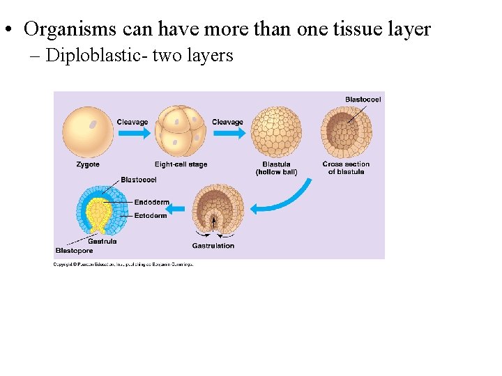 • Organisms can have more than one tissue layer – Diploblastic- two layers