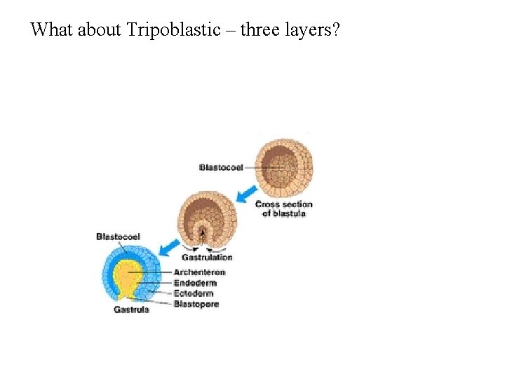 What about Tripoblastic – three layers? 