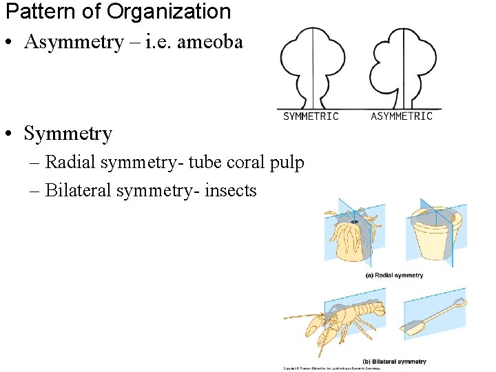 Pattern of Organization • Asymmetry – i. e. ameoba • Symmetry – Radial symmetry-