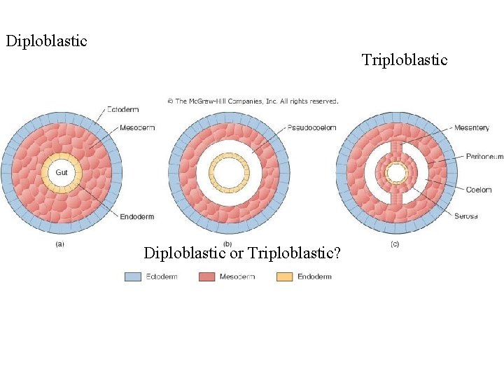 Figure 7. 11 Diploblastic Triploblastic Diploblastic or Triploblastic? 