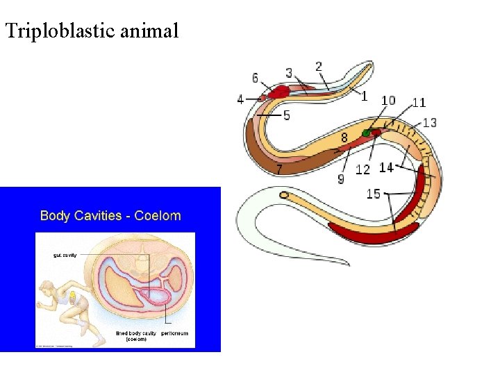 Triploblastic animal 