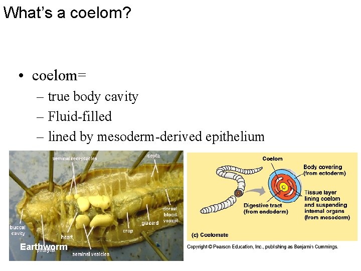 What’s a coelom? • coelom= – true body cavity – Fluid-filled – lined by