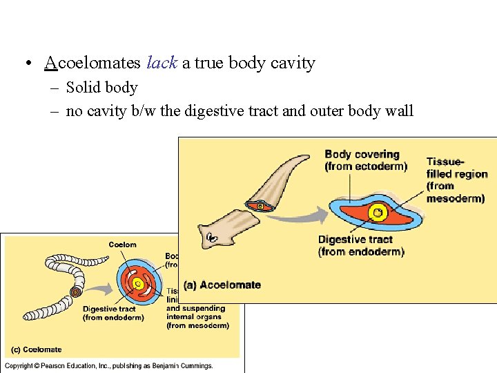  • Acoelomates lack a true body cavity – Solid body – no cavity