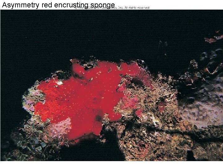 Asymmetry red encrusting sponge 