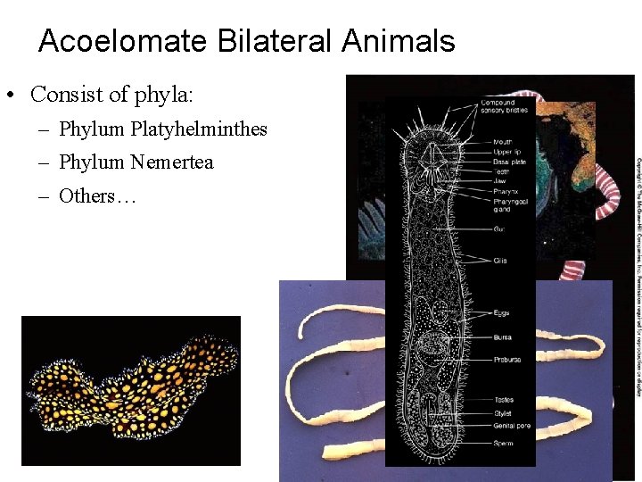 Acoelomate Bilateral Animals • Consist of phyla: – Phylum Platyhelminthes – Phylum Nemertea –