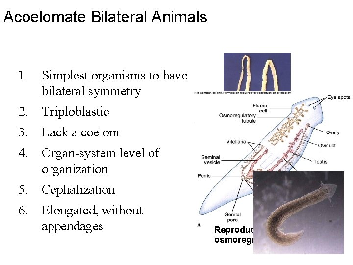 Acoelomate Bilateral Animals 1. Simplest organisms to have bilateral symmetry 2. Triploblastic 3. Lack