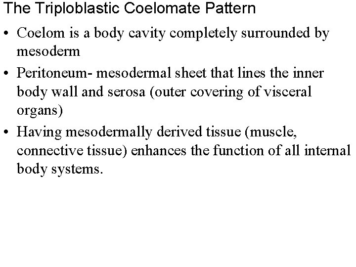 The Triploblastic Coelomate Pattern • Coelom is a body cavity completely surrounded by mesoderm