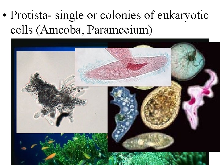  • Protista- single or colonies of eukaryotic cells (Ameoba, Paramecium) 