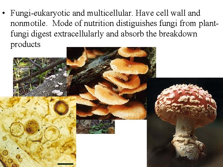  • Fungi-eukaryotic and multicellular. Have cell wall and nonmotile. Mode of nutrition distiguishes