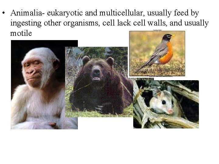  • Animalia- eukaryotic and multicellular, usually feed by ingesting other organisms, cell lack