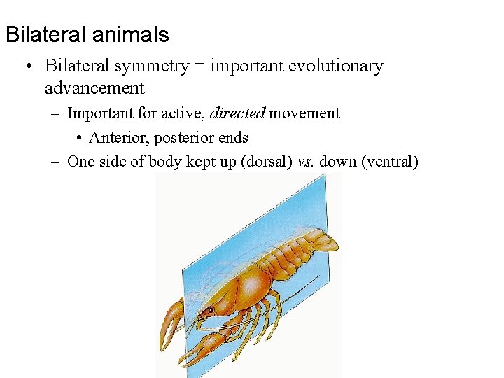 Bilateral animals • Bilateral symmetry = important evolutionary advancement – Important for active, directed