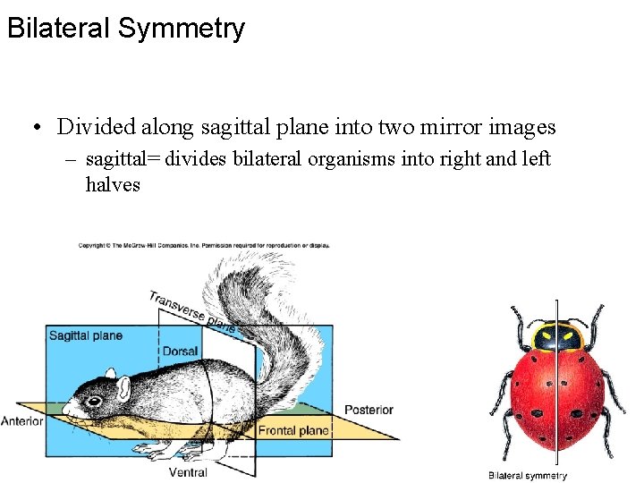 Bilateral Symmetry • Divided along sagittal plane into two mirror images – sagittal= divides