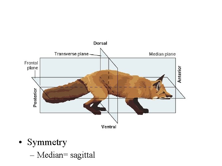  • Symmetry – Median= sagittal 