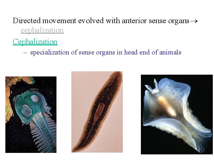 Directed movement evolved with anterior sense organs cephalization Cephalization – specialization of sense organs