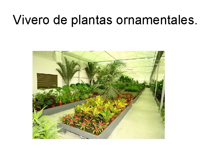 Vivero de plantas ornamentales. 