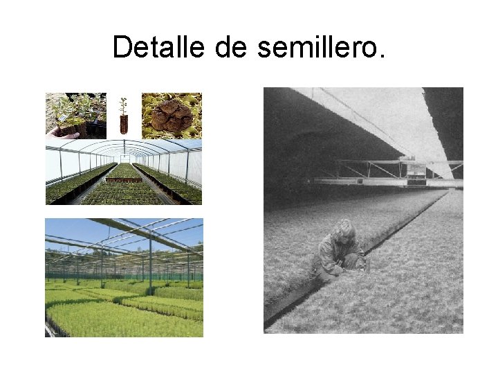 Detalle de semillero. 