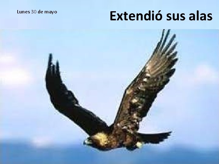 Lunes 30 de mayo Extendió sus alas 