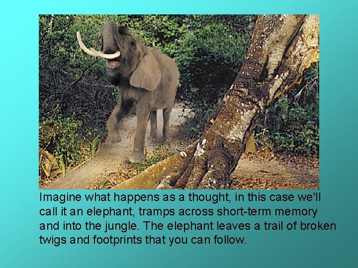 Imagine what happens as a thought, in this case we'll call it an elephant,