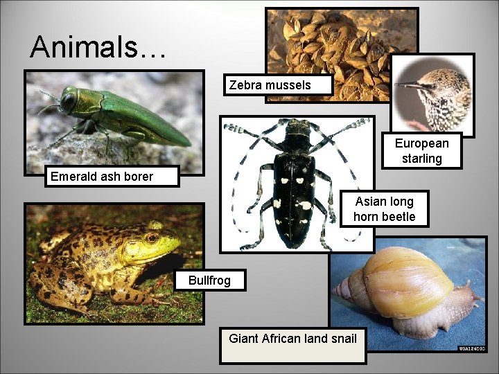 Animals… Zebra mussels European starling Emerald ash borer Asian long horn beetle Bullfrog Giant