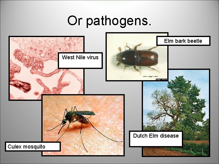 Or pathogens. Elm bark beetle West Nile virus Dutch Elm disease Culex mosquito 