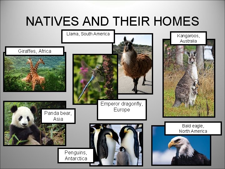 NATIVES AND THEIR HOMES Llama, South America Kangaroos, Australia Giraffes, Africa Panda bear, Asia