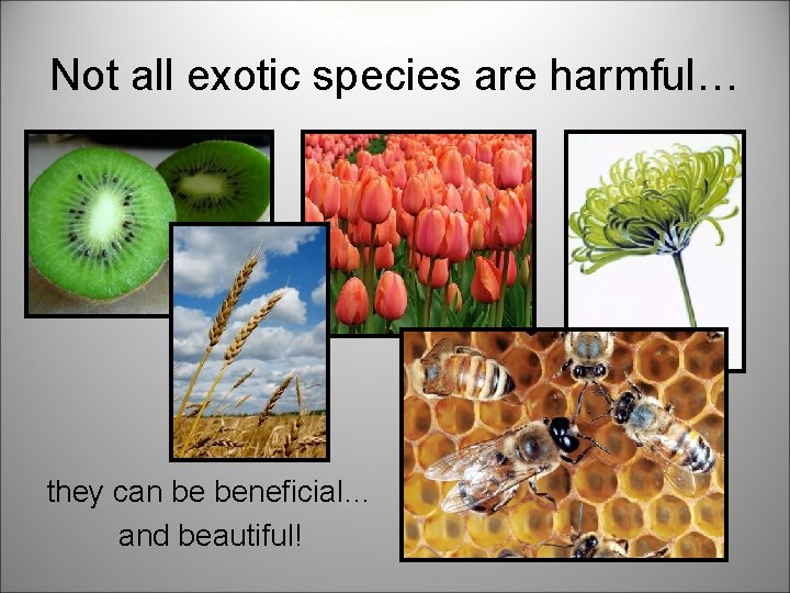 Not all exotic species are harmful… they can be beneficial… and beautiful! 