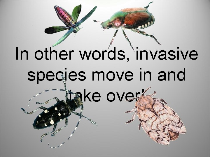 In other words, invasive species move in and take over! 