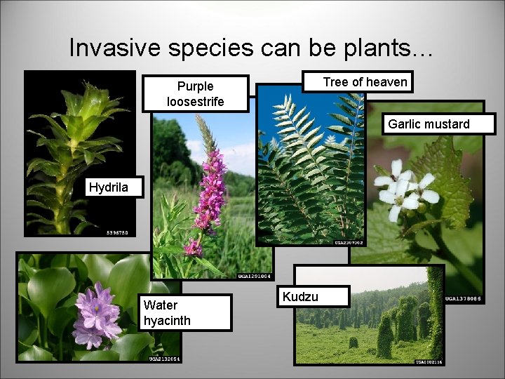 Invasive species can be plants… Tree of heaven Purple loosestrife Garlic mustard Hydrila Water
