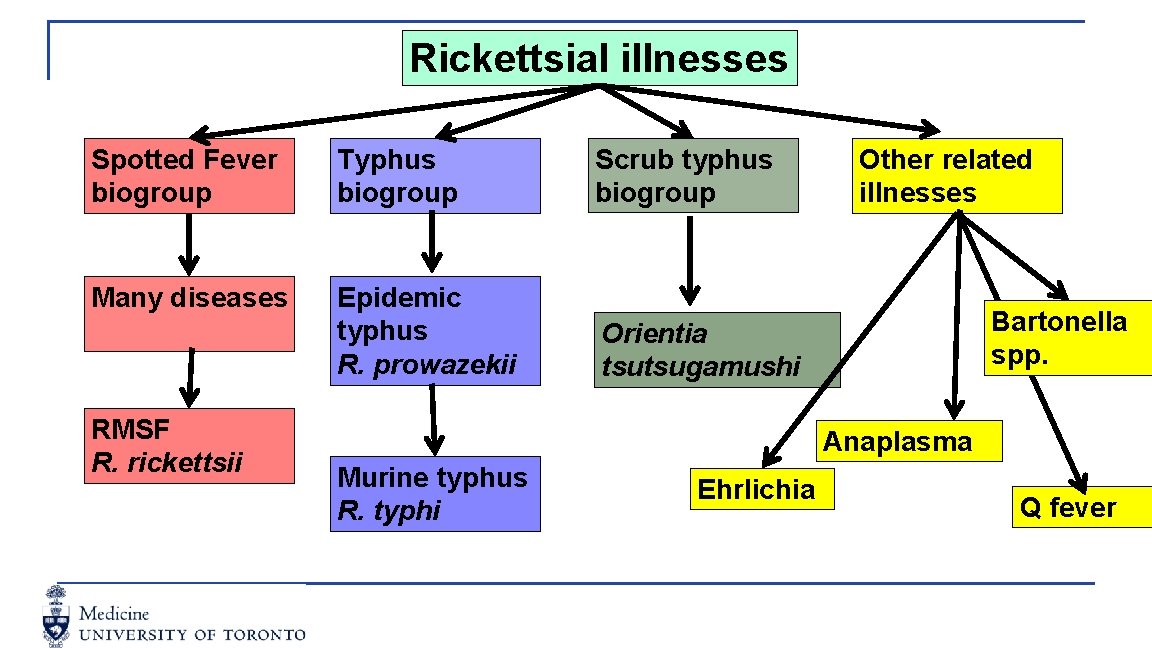 Rickettsial illnesses Spotted Fever biogroup Typhus biogroup Scrub typhus biogroup Many diseases Epidemic typhus