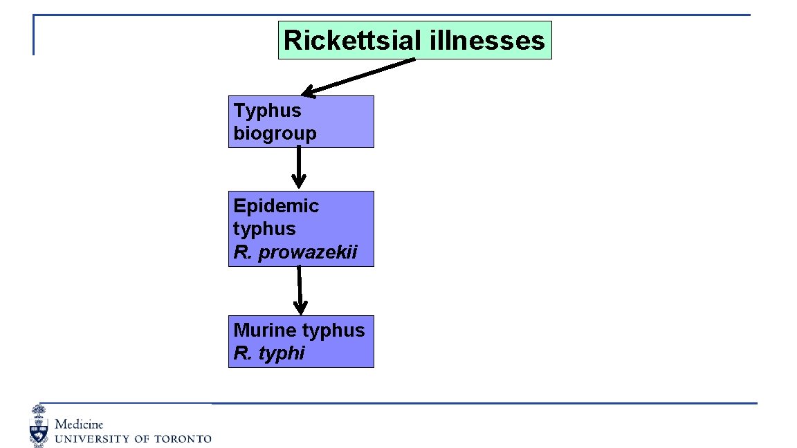 Rickettsial illnesses Typhus biogroup Epidemic typhus R. prowazekii Murine typhus R. typhi 