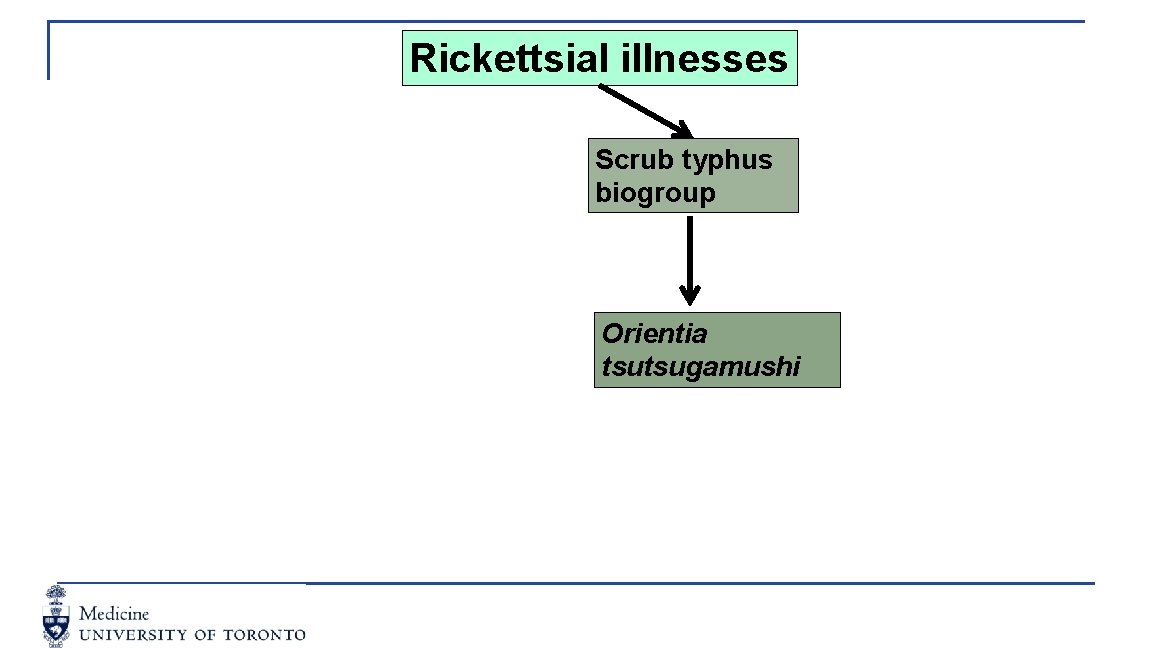 Rickettsial illnesses Scrub typhus biogroup Orientia tsutsugamushi 