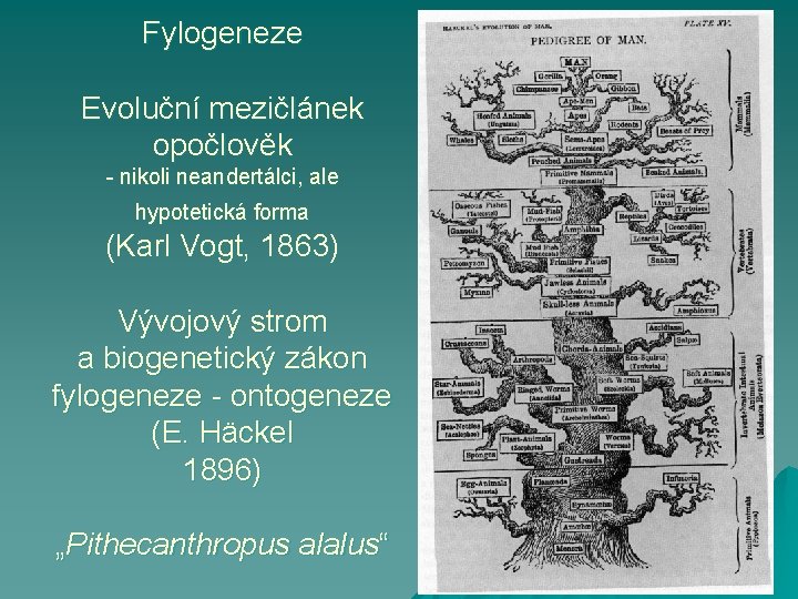 Fylogeneze Evoluční mezičlánek opočlověk - nikoli neandertálci, ale hypotetická forma (Karl Vogt, 1863) Vývojový