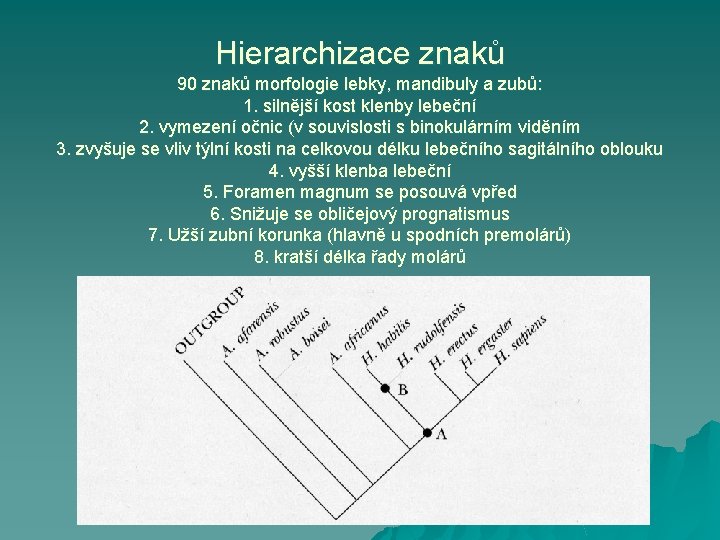 Hierarchizace znaků 90 znaků morfologie lebky, mandibuly a zubů: 1. silnější kost klenby lebeční