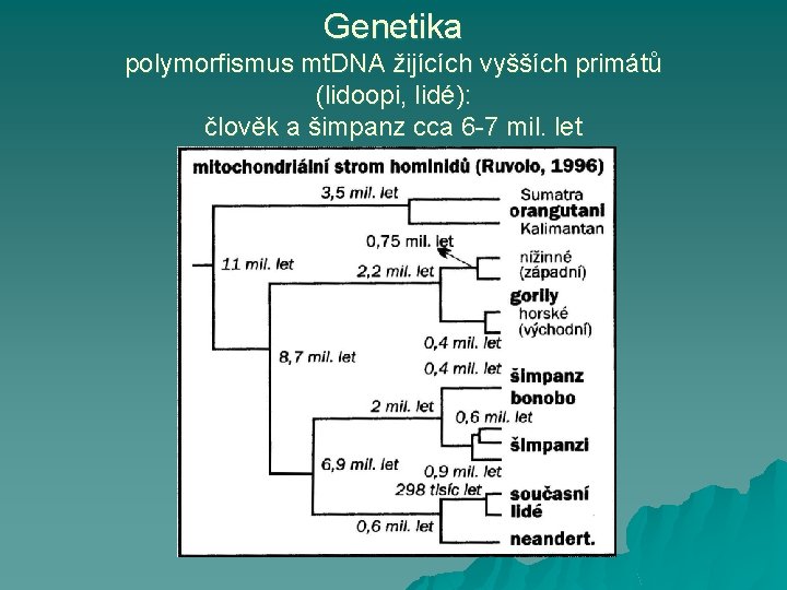 Genetika polymorfismus mt. DNA žijících vyšších primátů (lidoopi, lidé): člověk a šimpanz cca 6