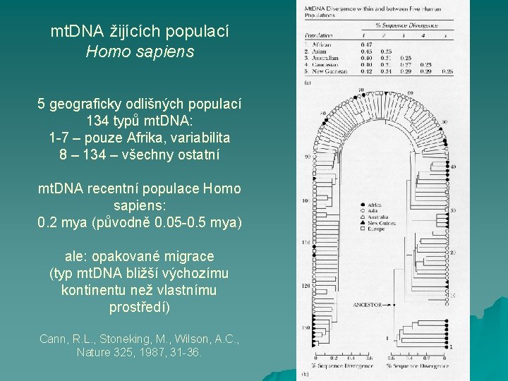 mt. DNA žijících populací Homo sapiens 5 geograficky odlišných populací 134 typů mt. DNA:
