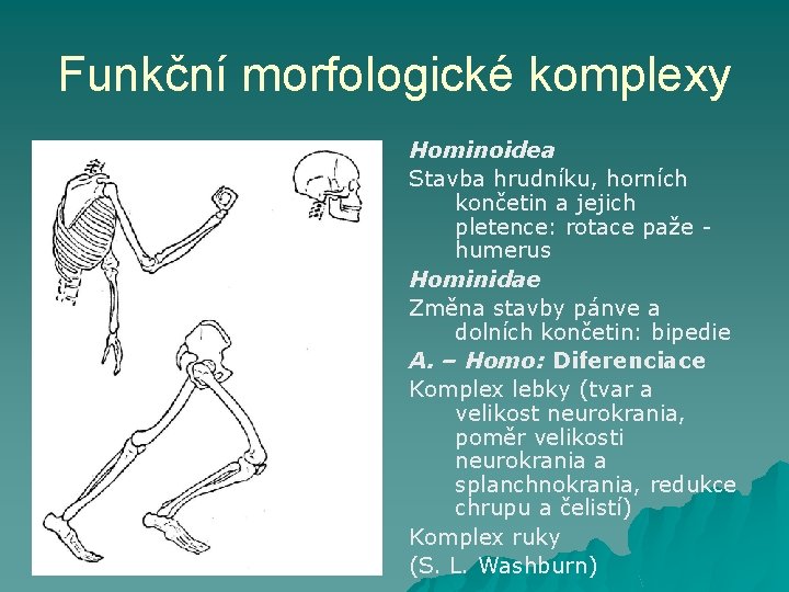 Funkční morfologické komplexy Hominoidea Stavba hrudníku, horních končetin a jejich pletence: rotace paže -