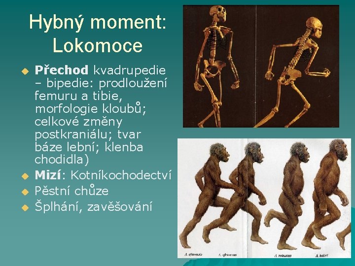 Hybný moment: Lokomoce u u Přechod kvadrupedie – bipedie: prodloužení femuru a tibie, morfologie