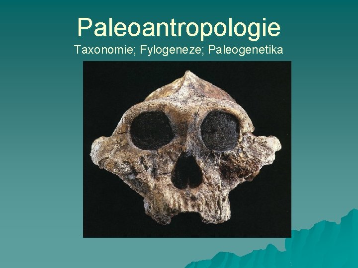 Paleoantropologie Taxonomie; Fylogeneze; Paleogenetika 
