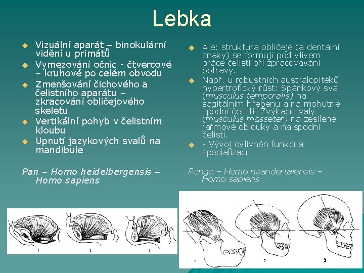 Lebka u u u Vizuální aparát – binokulární vidění u primátů Vymezování očnic -