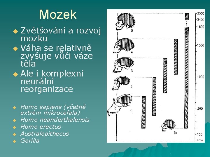 Mozek Zvětšování a rozvoj mozku u Váha se relativně zvyšuje vůči váze těla u