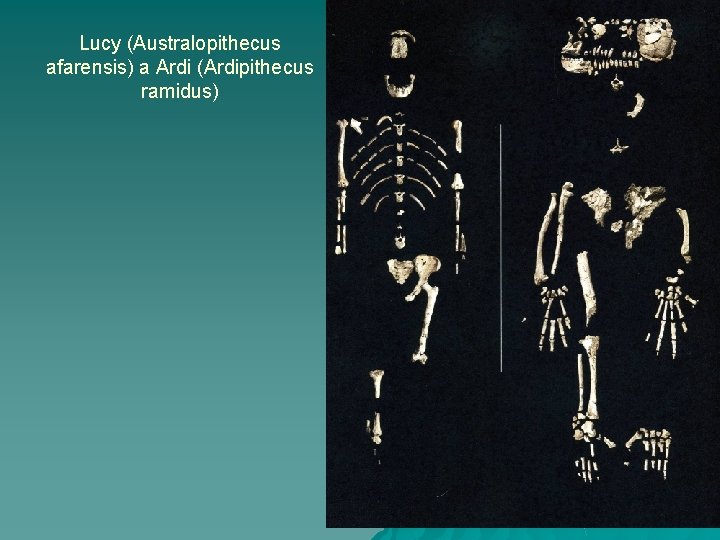 Lucy (Australopithecus afarensis) a Ardi (Ardipithecus ramidus) 