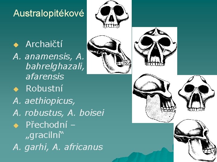 Australopitékové u A. A. u A. Archaičtí anamensis, A. bahrelghazali, A. afarensis Robustní aethiopicus,