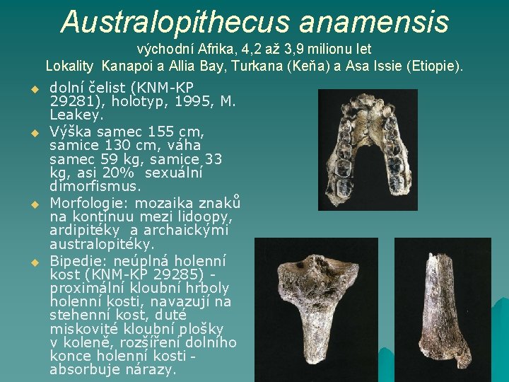 Australopithecus anamensis východní Afrika, 4, 2 až 3, 9 milionu let Lokality Kanapoi a