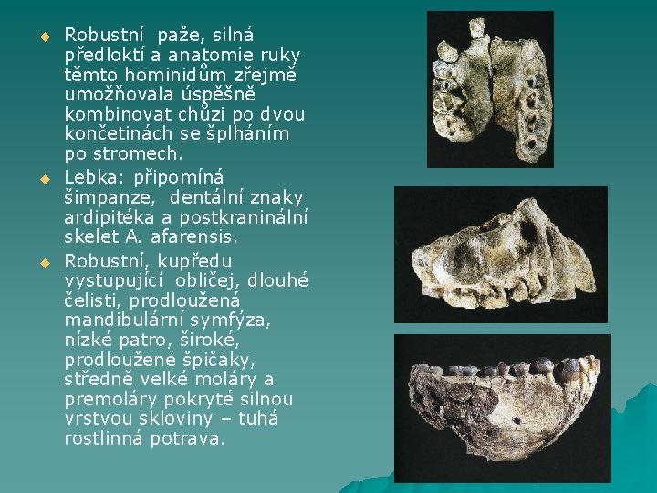 u u u Robustní paže, silná předloktí a anatomie ruky těmto hominidům zřejmě umožňovala