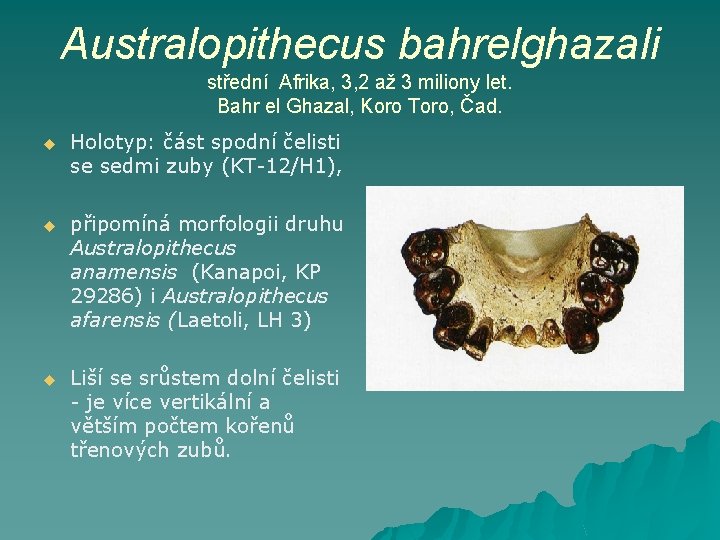 Australopithecus bahrelghazali střední Afrika, 3, 2 až 3 miliony let. Bahr el Ghazal, Koro