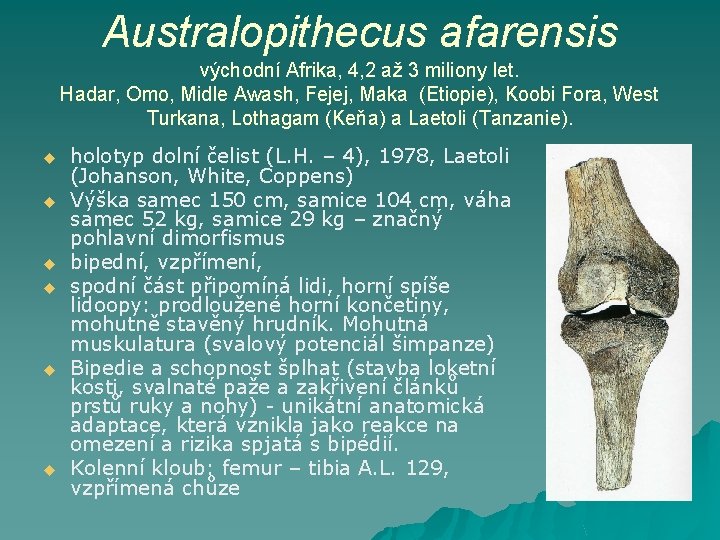 Australopithecus afarensis východní Afrika, 4, 2 až 3 miliony let. Hadar, Omo, Midle Awash,