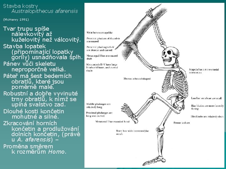 Stavba kostry Australopithecus afarensis (Mc. Henry 1991) Tvar trupu spíše nálevkovitý až kuželovitý než